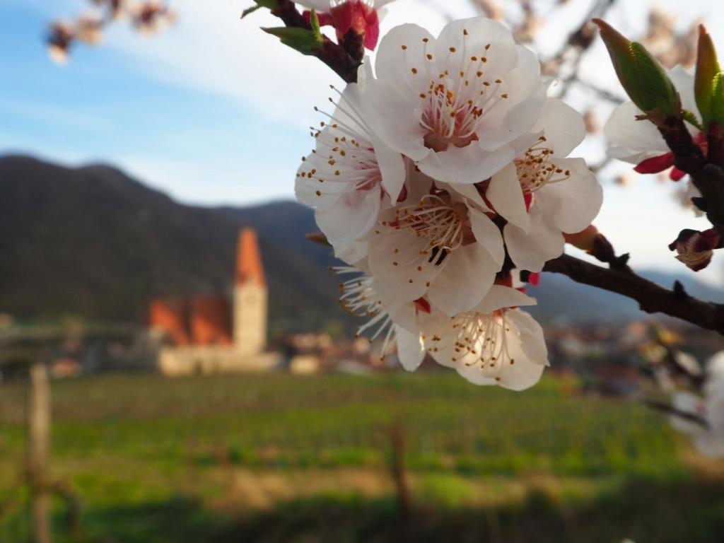 Gaestehaus Haiminger Ehemalig Schmelz Weissenkirchen in der Wachau Exterior foto